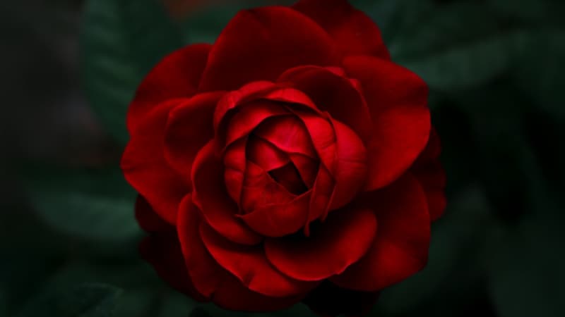 Velvet Rose 8K Wallpaper