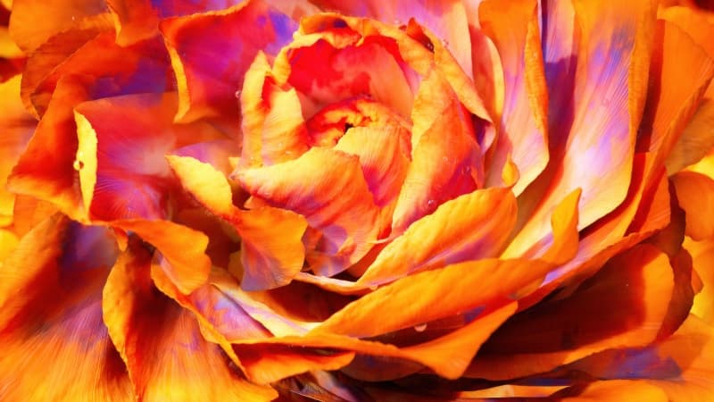 Peony Macro Wallpaper