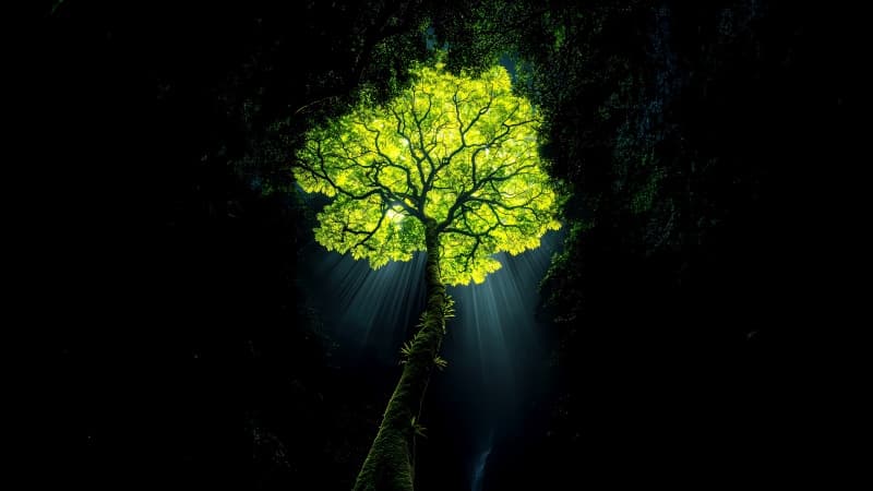 Jungle tree Dark aesthetic Wallpaper
