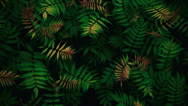 Green leaves Foliage Wallpaper
