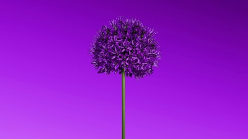 Allium flower Purple aesthetic Wallpaper