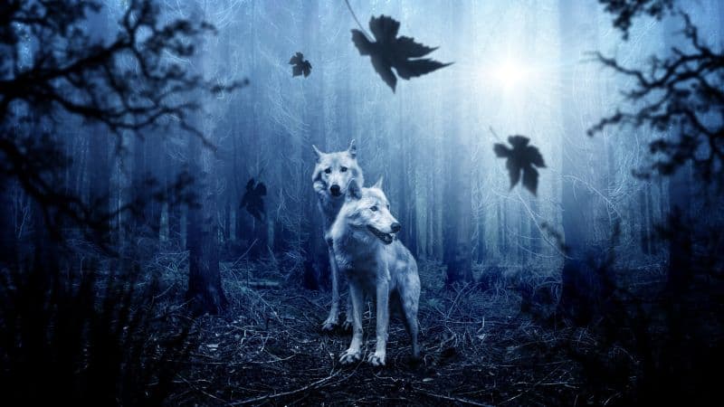 Wolf Forest Wallpaper