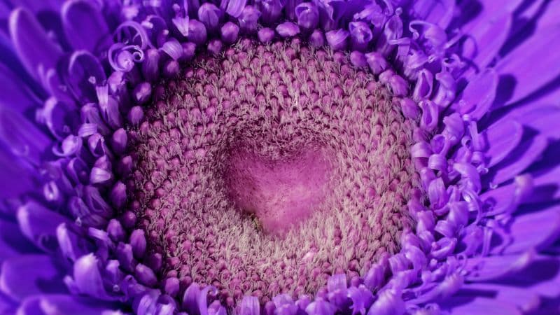 Gerbera flower Violet flowers Wallpaper