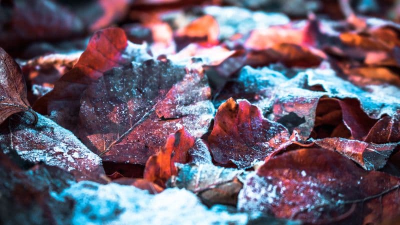 Autumn leaves Snow Wallpaper