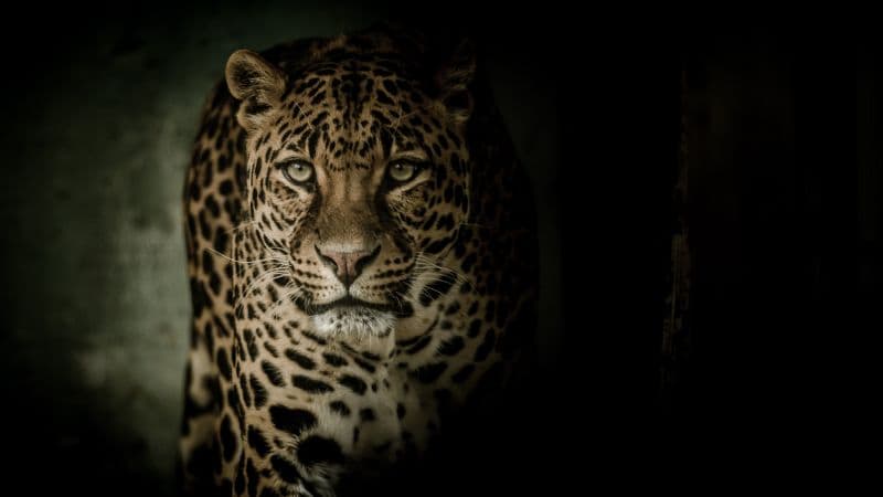 Leopard Wild animal Wallpaper