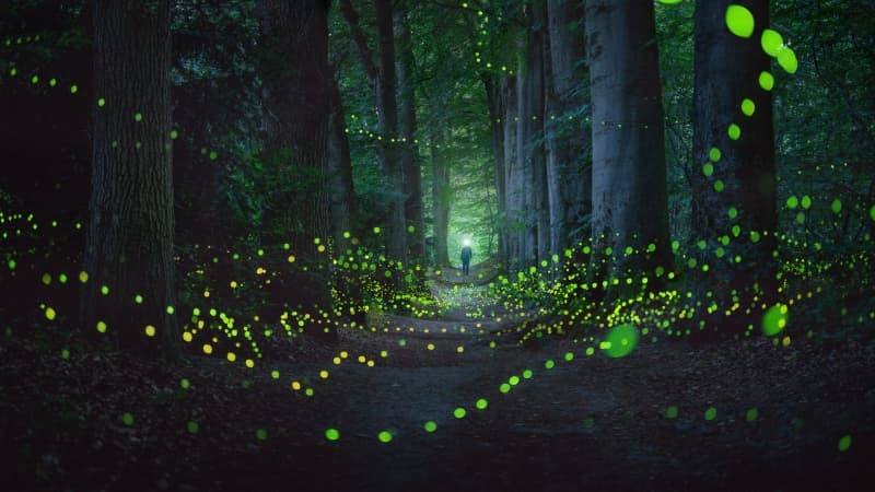 Mystical Forest Fireflies Wallpaper