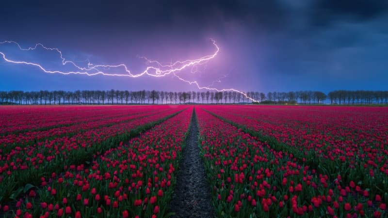 Red Tulips Lightning Strike Wallpaper