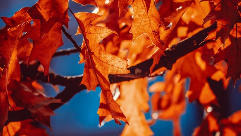 Autumn leaves Orange Leaf Wallpaper