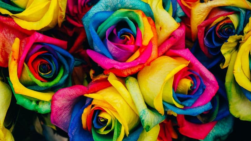 Multicolor Roses Colorful Wallpaper