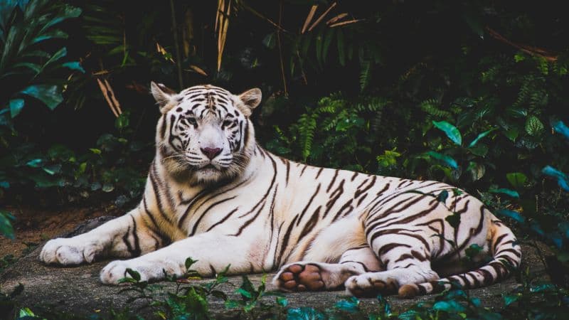 White tiger Forest Wallpaper