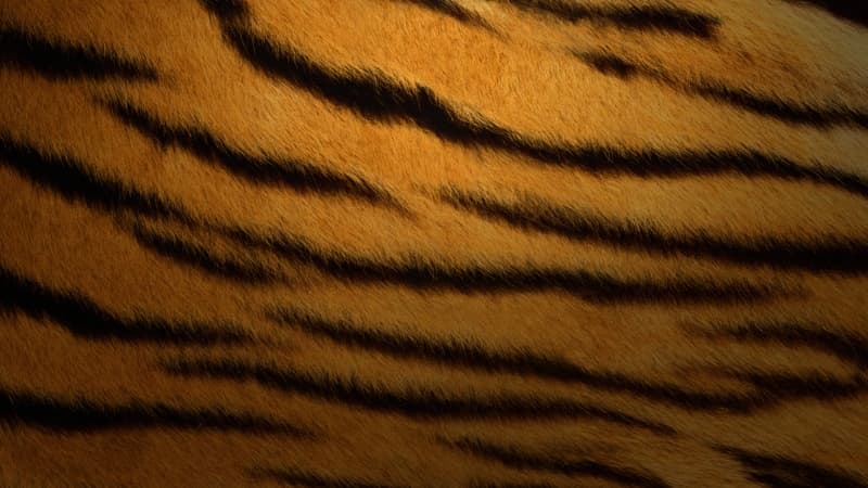 Tiger skin Texture Wallpaper