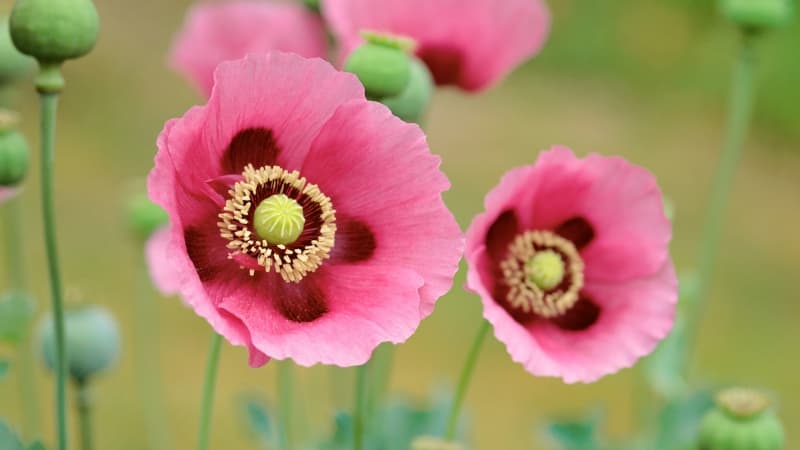 OS X Lion Poppies Wallpaper