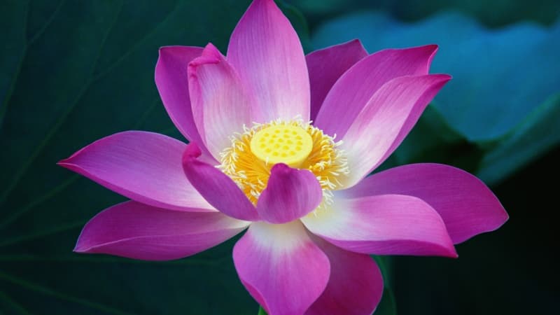 OS X Lion Lotus flower Wallpaper