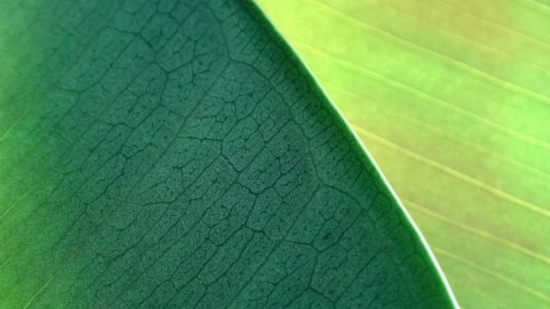 OS X Mountain Lion Green leaf Wallpaper
