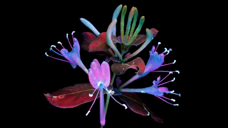 macOS Mojave Honeysuckle Wallpaper
