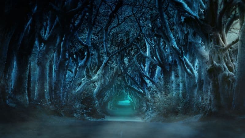 Avenue Trees Wallpaper