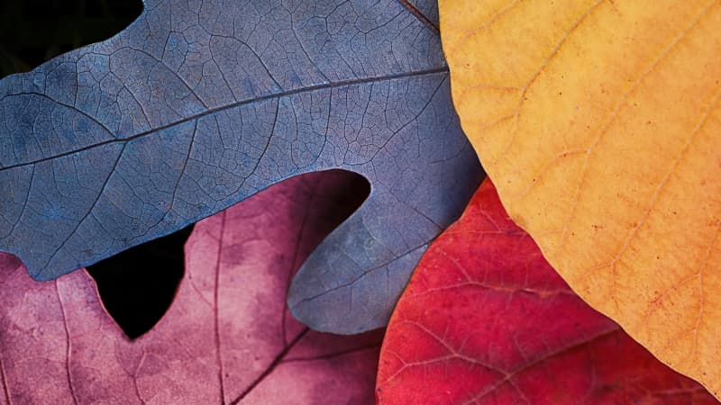 Fall Autumn leaves Wallpaper