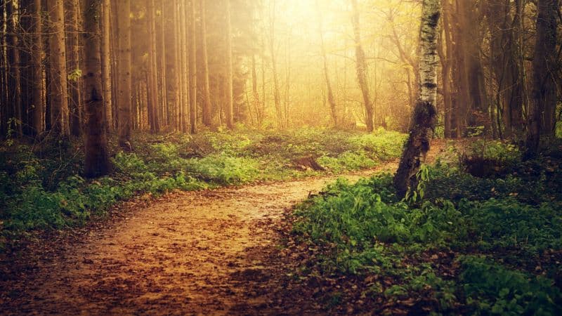 Forest path Sunlight Wallpaper