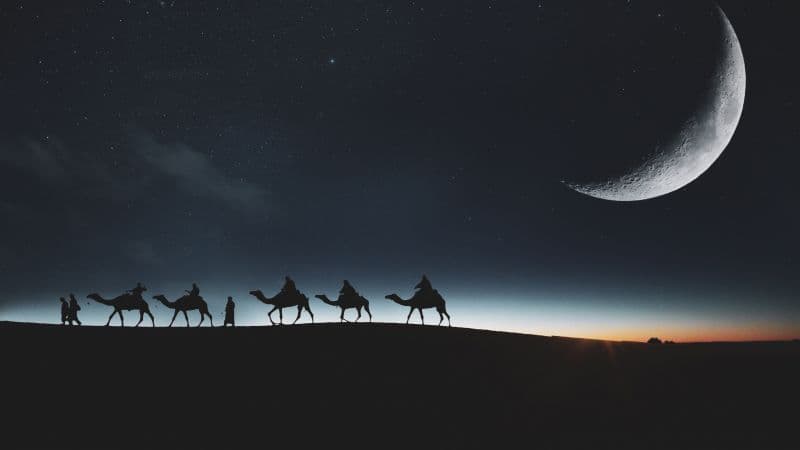 Camels Silhouette Wallpaper