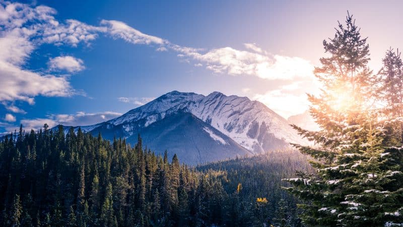 Snow mountains Pine trees Wallpaper