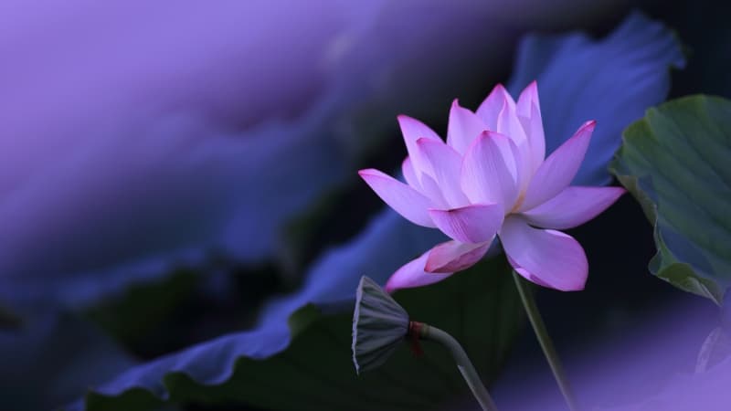 Lotus flower Purple aesthetic Wallpaper
