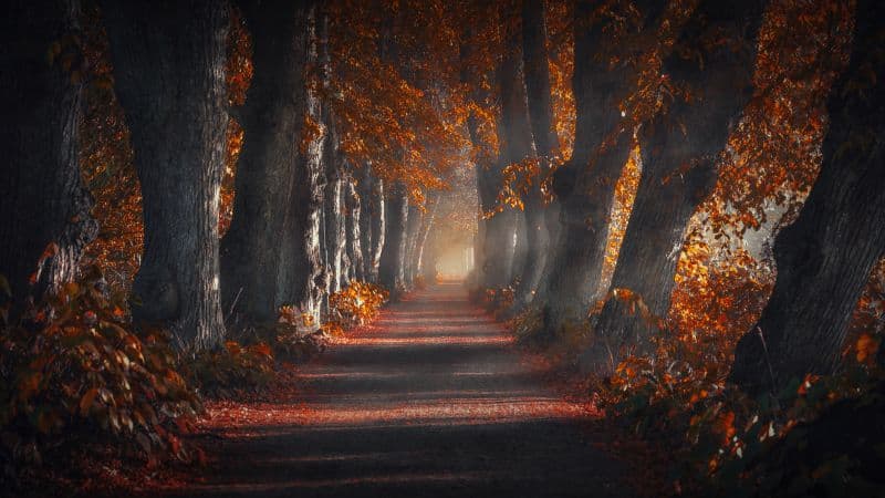 Pathway Forest Wallpaper
