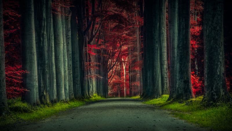 Forest Road Trees Wallpaper