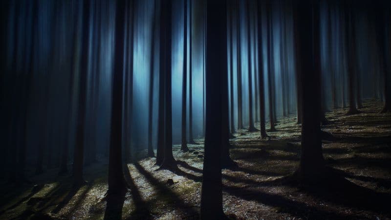 Dark Forest Woods Wallpaper
