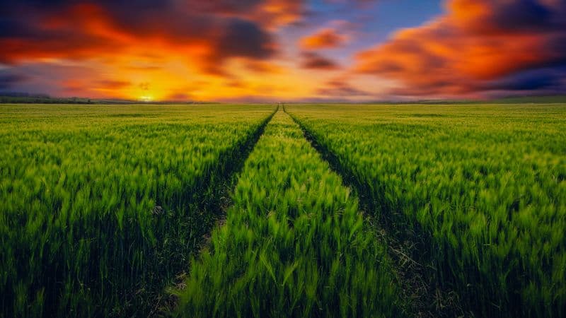 Grass field Green Grass Wallpaper