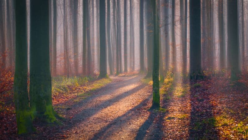 Autumn Forest Fallen Leaves Wallpaper