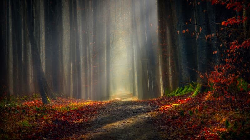 Forest path Autumn leaves Wallpaper