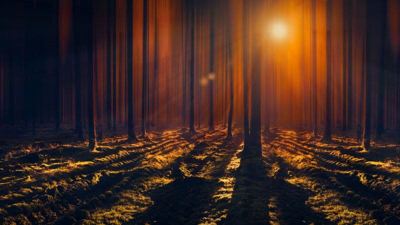 Sun rays Woods Wallpaper