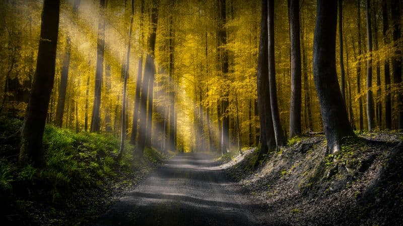 Sun rays Dirt road Wallpaper
