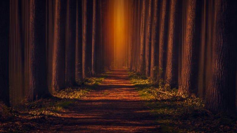 Pathway Autumn Forest Wallpaper