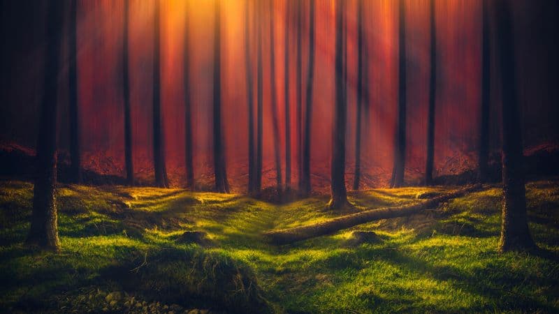 Sun rays Forest Wallpaper