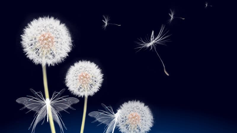 Dandelion flowers Dandelion seeds Wallpaper