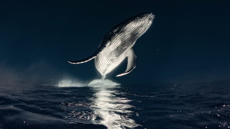 Humpback whale Breaching Wallpaper