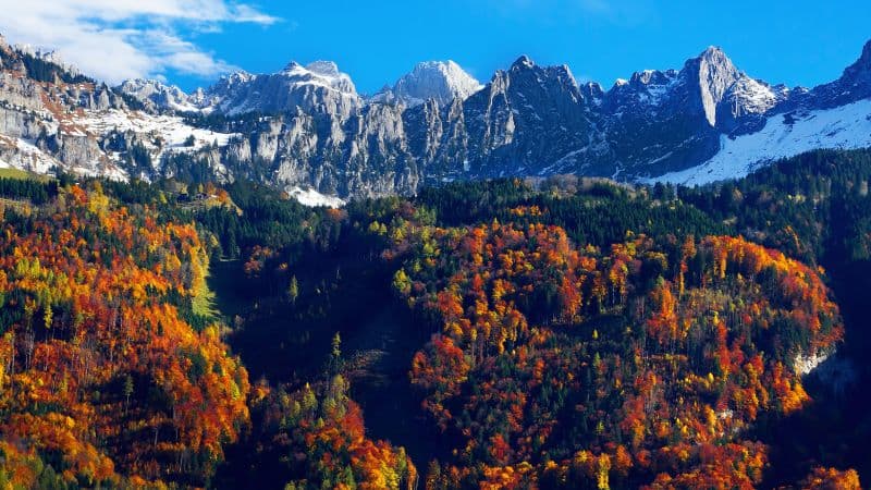 Autumn trees Snow mountains Wallpaper