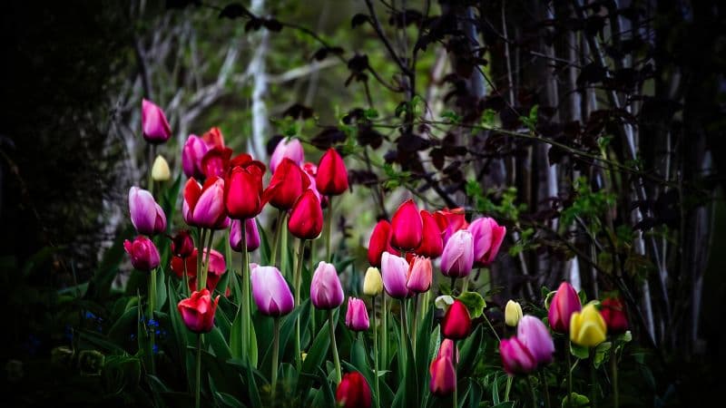 Tulip flowers Multicolor Wallpaper