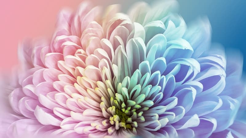 Chrysanthemum Colorful Wallpaper