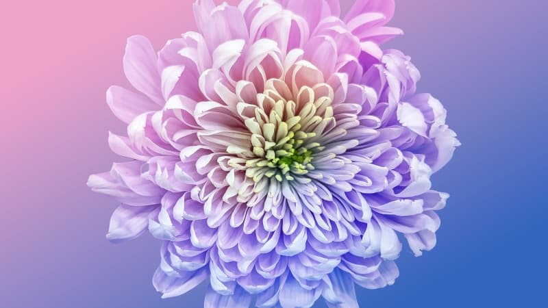 Chrysanthemum Vibrant Wallpaper