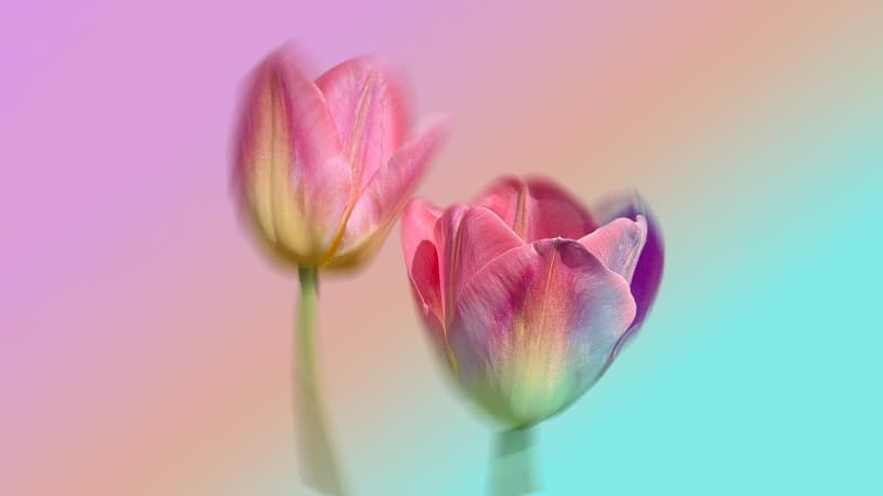 Pink Tulips Gradient background Wallpaper
