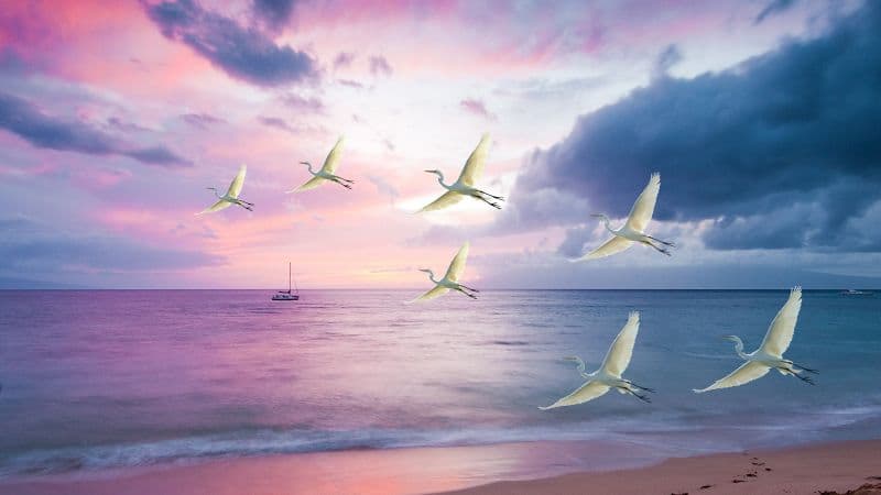 Egrets White Birds Wallpaper