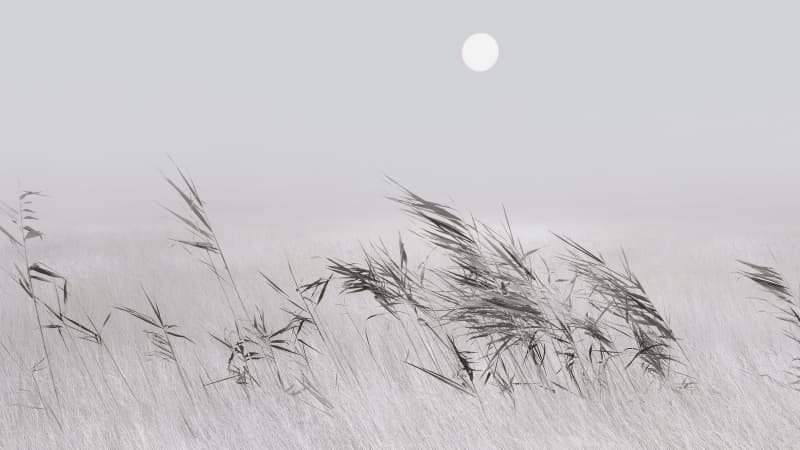 Grey Grass Landscape Wallpaper
