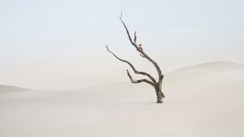 Lone tree Minimalist Wallpaper