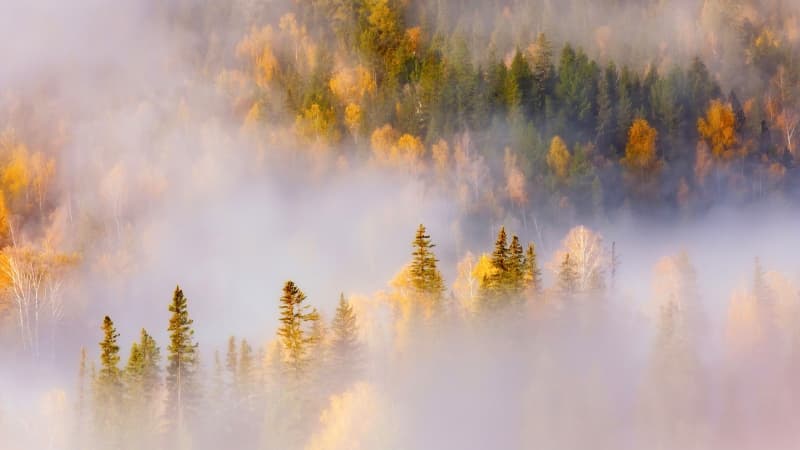 Thick forest Misty Wallpaper