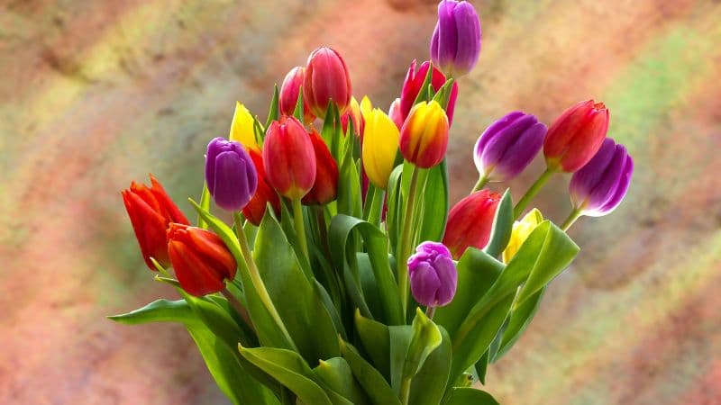 Tulip Bouquet Spring flowers Wallpaper