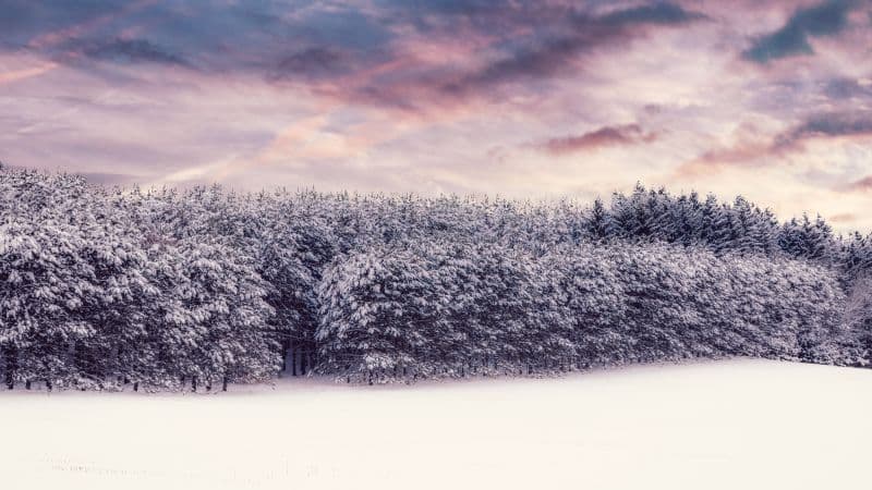 Snow covered Trees Wallpaper