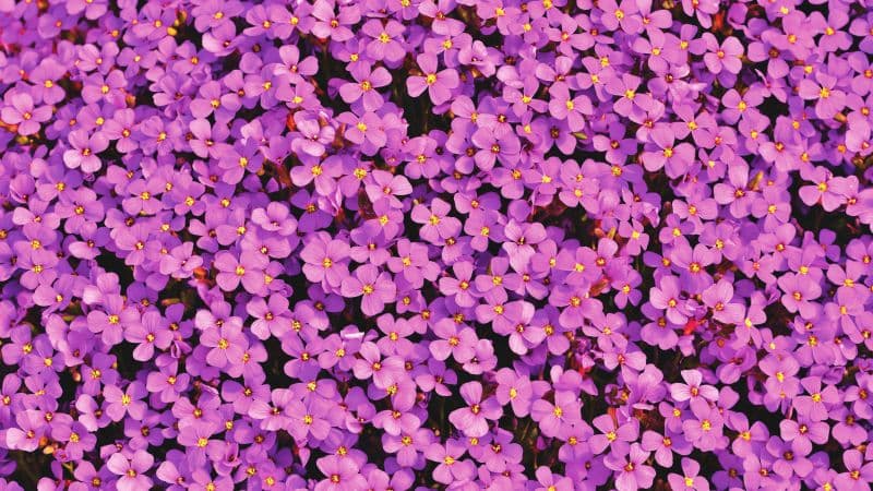 Aubrieta Flowers Beautiful Wallpaper