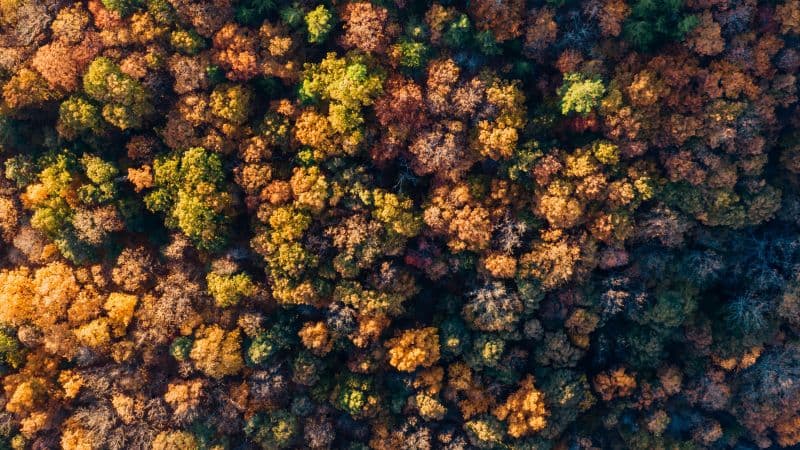 Autumn Forest Aerial view Wallpaper